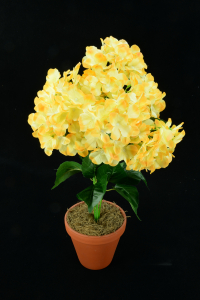 Yellow Hydrangea Bush x7  (Lot of 12) SALE ITEM